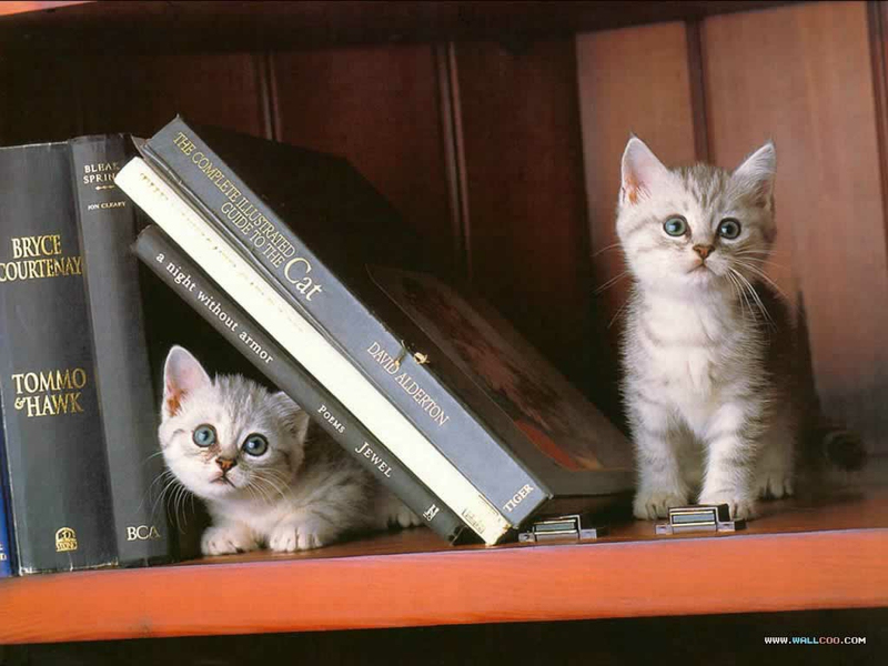 kitty-book-ends
